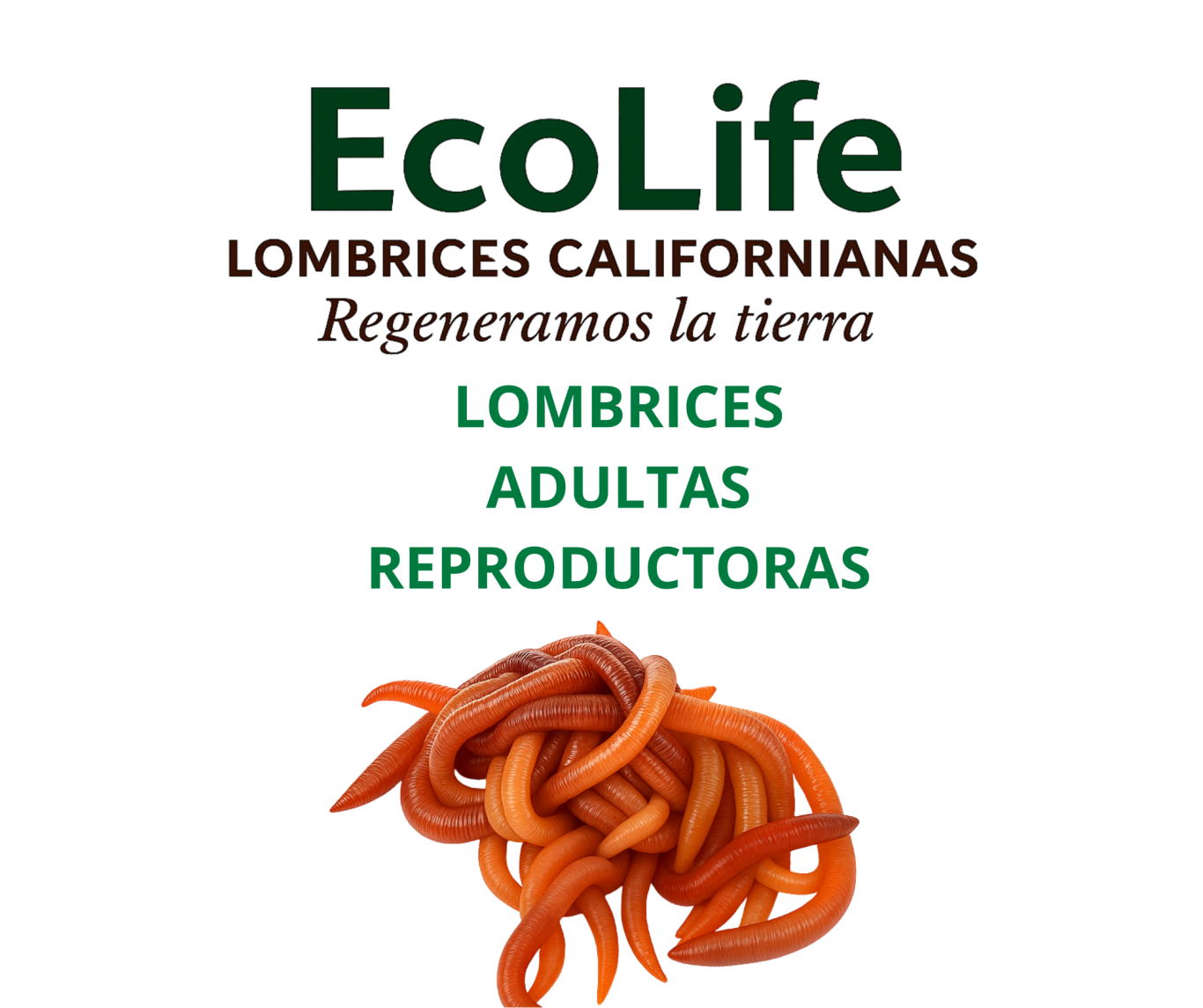 Humus de lombriz EcoLife aplicado en cultivo de banano en Ecuador para mejorar la fertilidad del suelo y el desarrollo radicular
