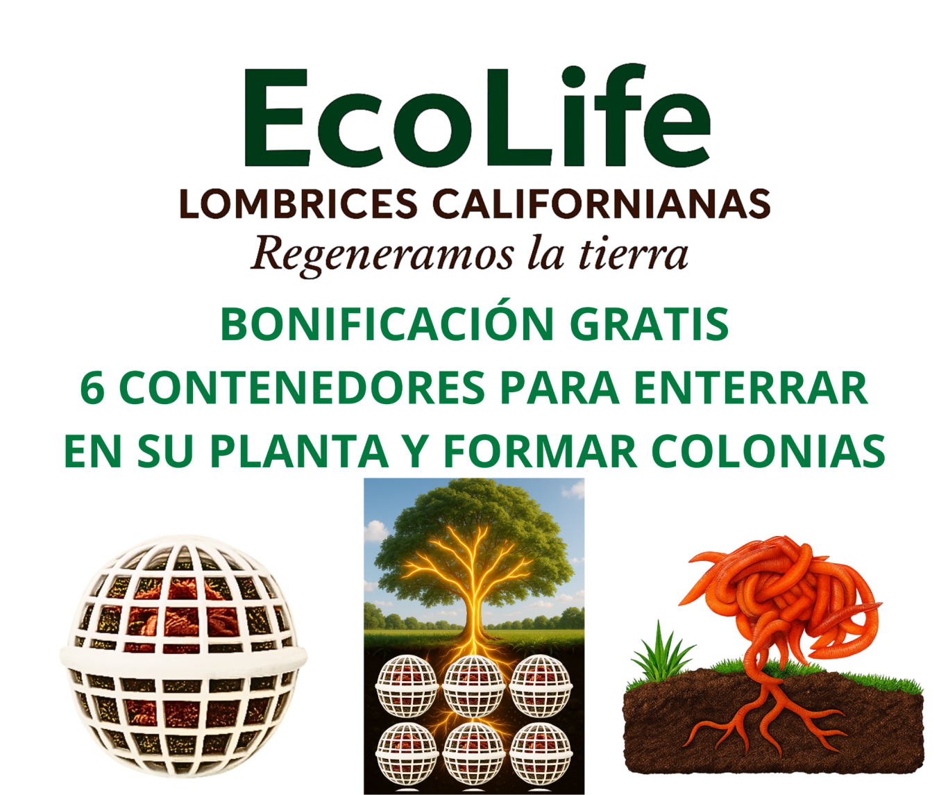 Lombrices californianas EcoLife produciendo humus orgánico de alta calidad para agricultura regenerativa en Ecuador